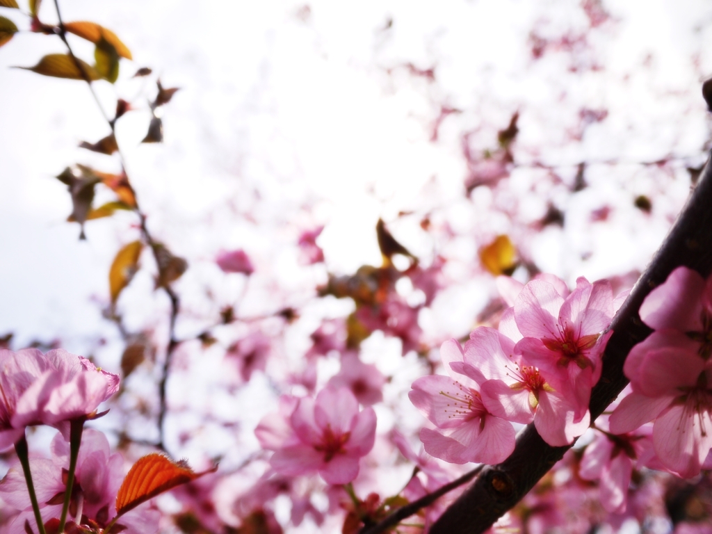 2012 Sakura-15