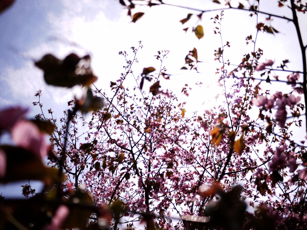 2012 Sakura-17