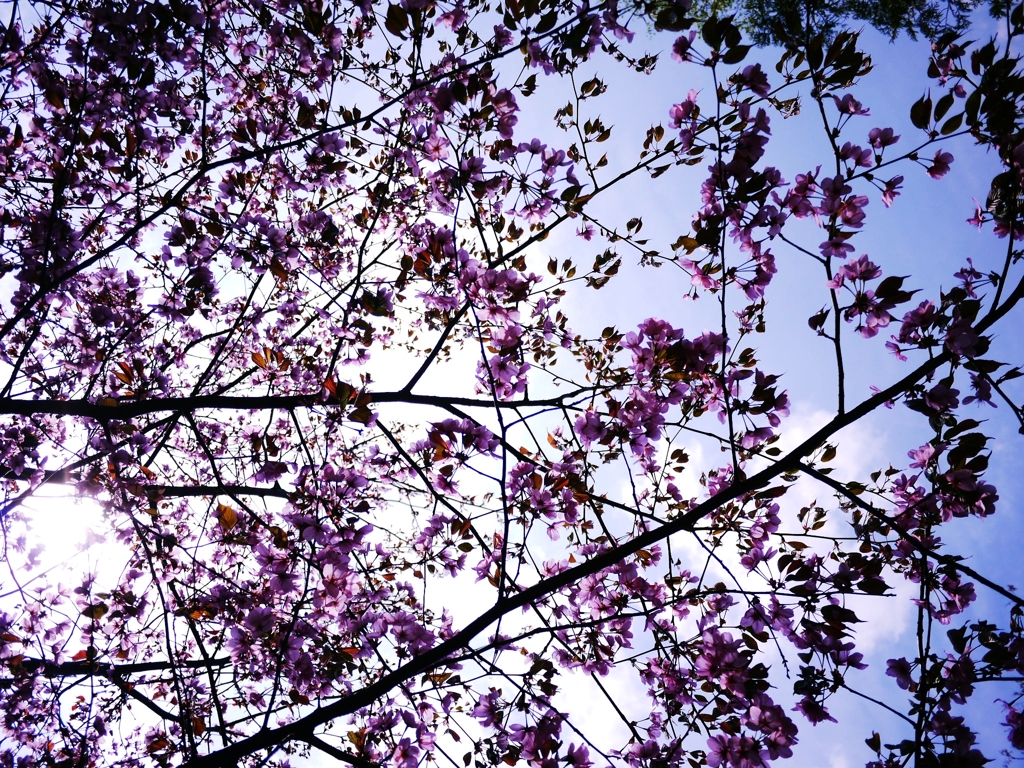 2012 Sakura-11