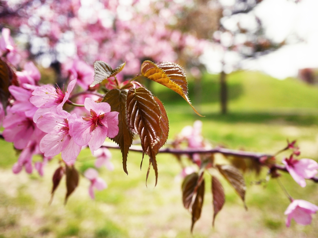 2012 Sakura-19