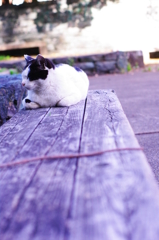 猫の気持ち。