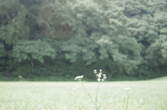 シロ