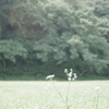 シロ