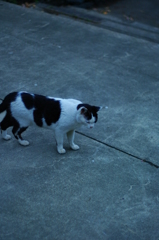 猫の気持ち。