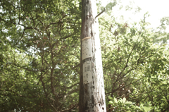名残