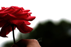 なんの花に例えられましょう