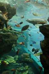 知らない魚達