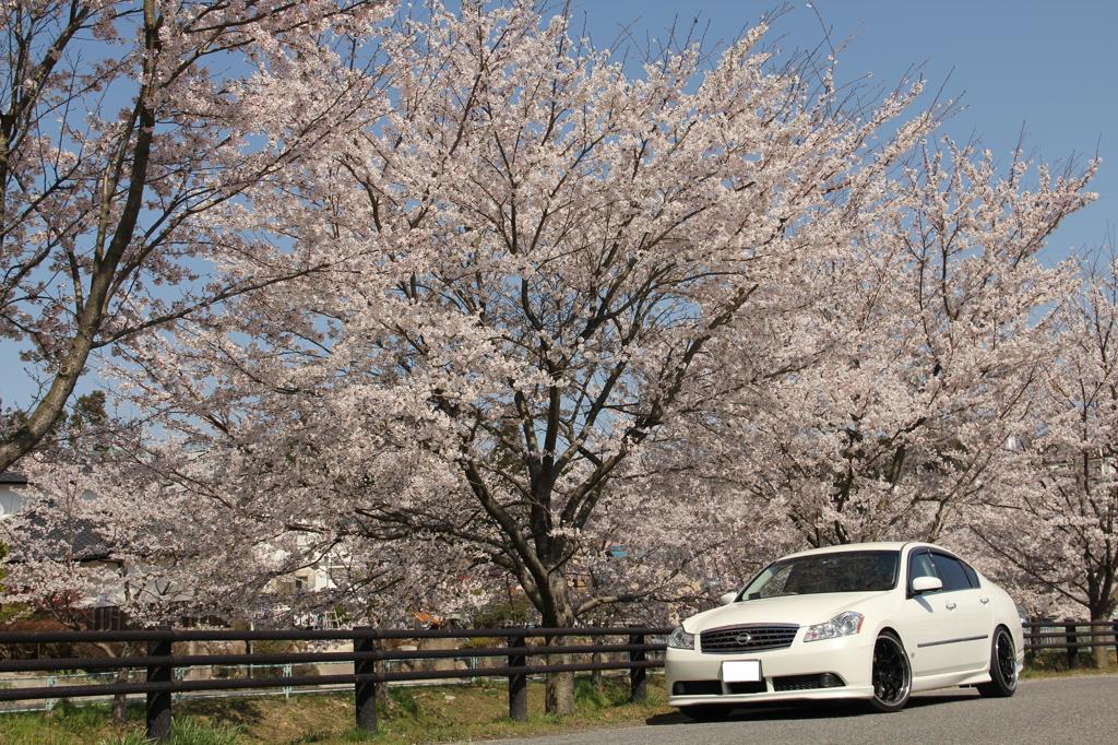 さくらなみきの横で・・・2012