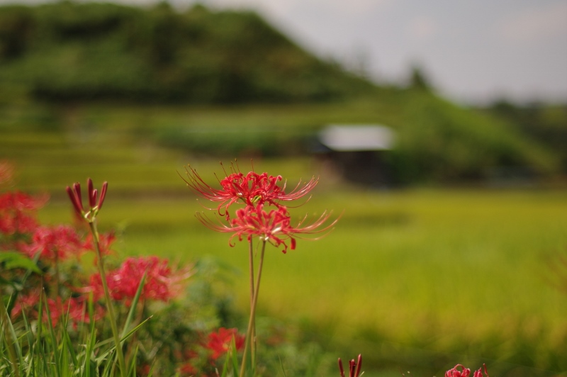 千早赤阪村