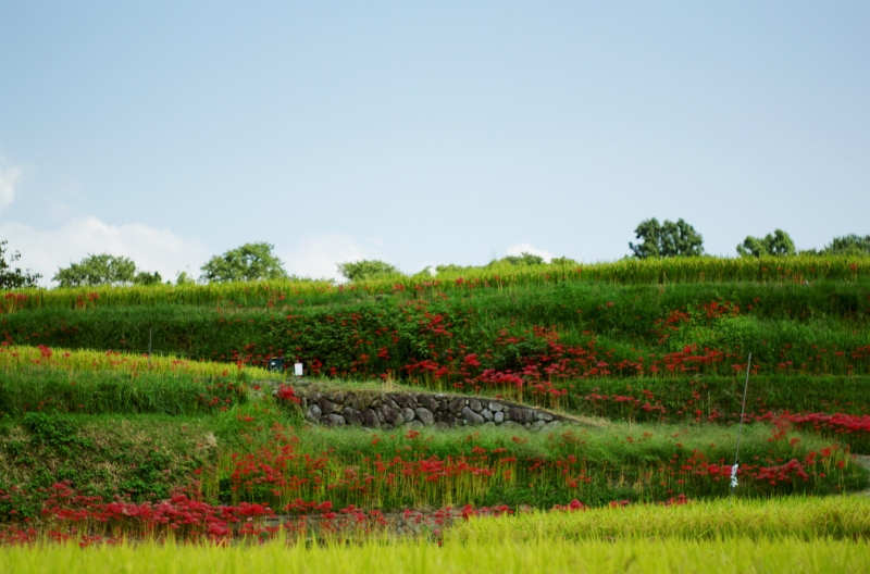 千早赤阪村