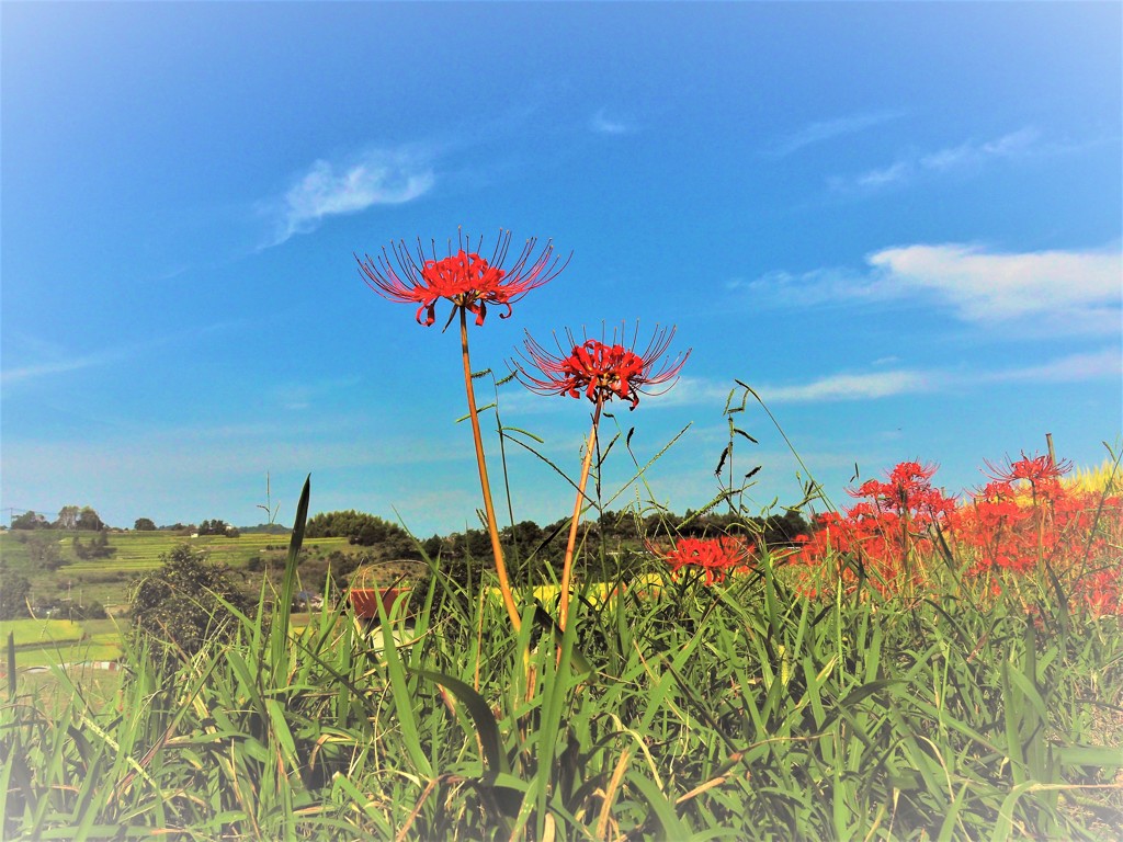 千早赤阪村・彼岸花