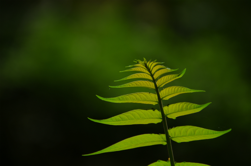 京都植物園にて