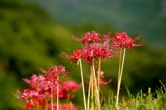 千早赤阪村2014秋