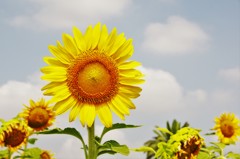ひまわり