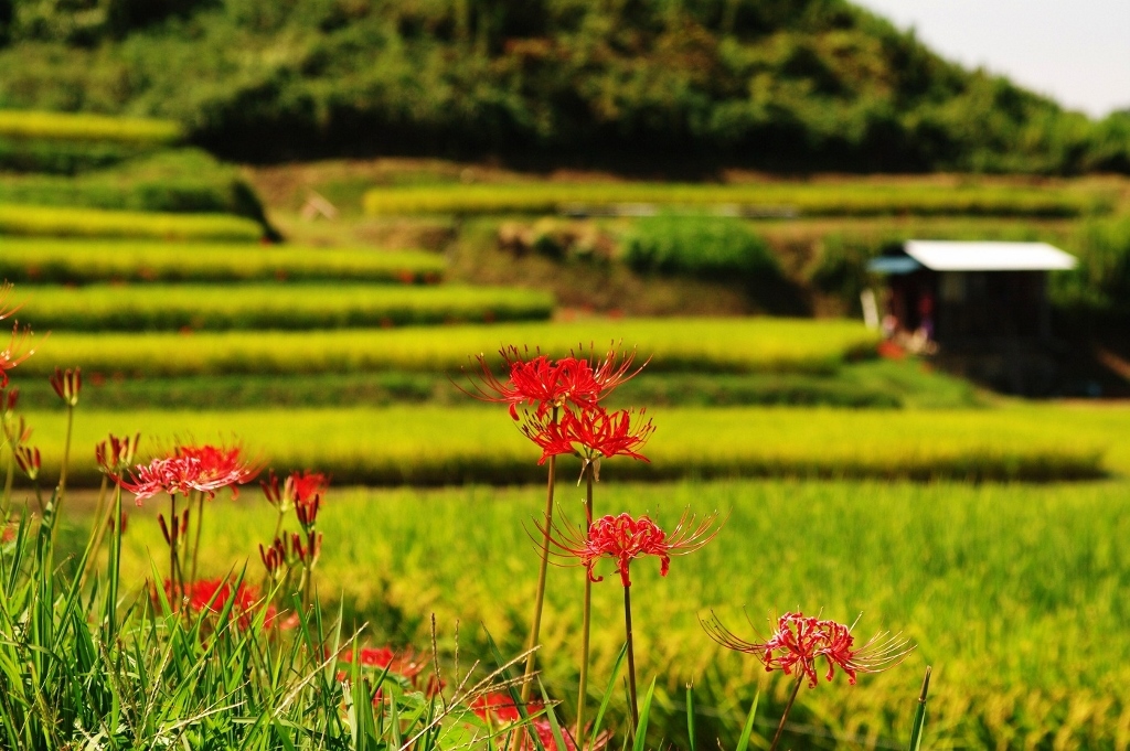 千早赤阪村2014秋