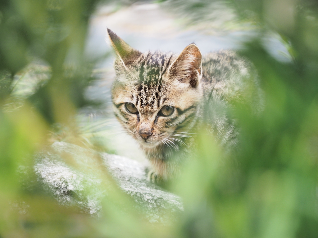 滋賀県・沖島の猫たち