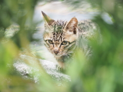 滋賀県・沖島の猫たち