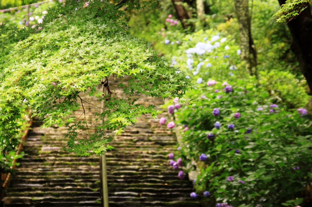 初夏　長谷寺