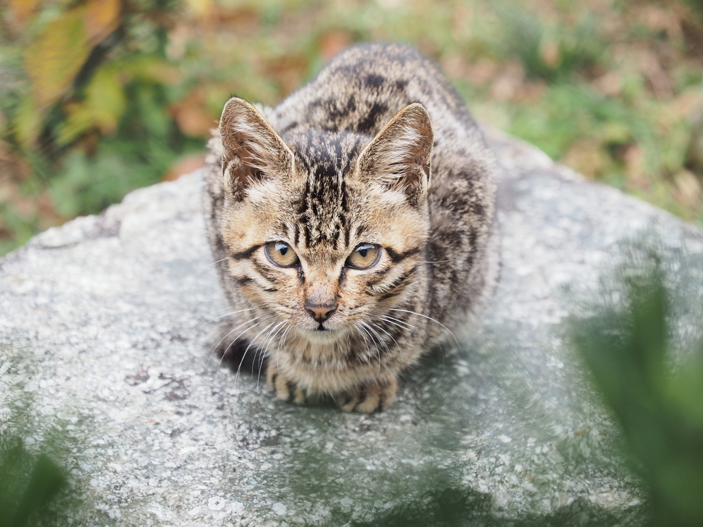 滋賀県・沖島の猫たち