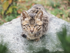 滋賀県・沖島の猫たち