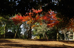 奈良公園