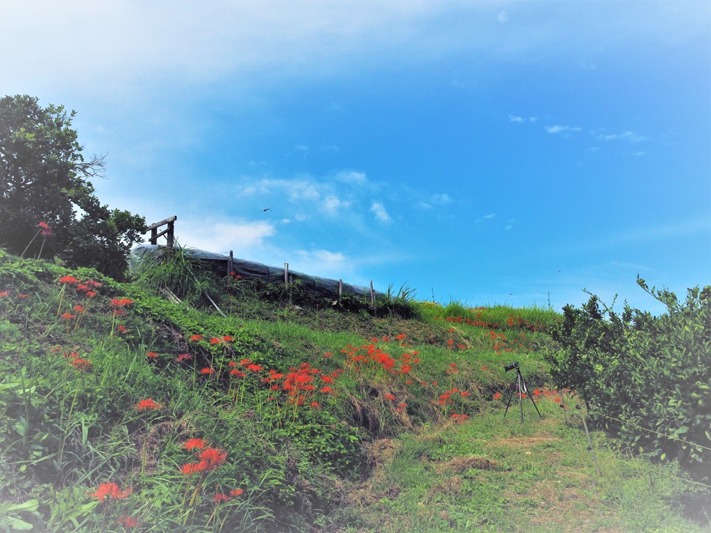 千早赤阪村・彼岸花
