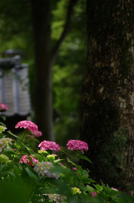 京都藤森神社