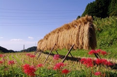 千早赤阪村2014秋