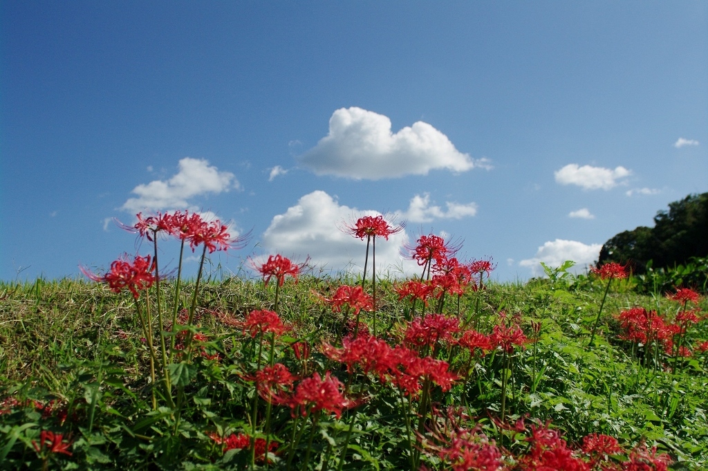 千早赤阪村2014秋