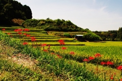 千早赤阪村2014秋