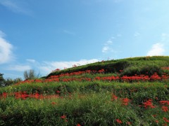 千早赤阪村・彼岸花