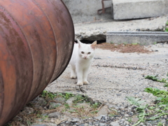 滋賀県・沖島の猫たち