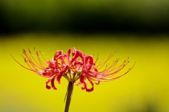 千早赤阪村2014秋