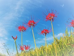 千早赤阪村・彼岸花