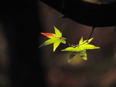 根来寺