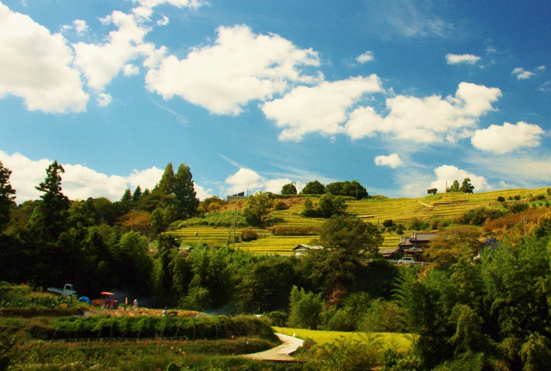 千早赤阪村