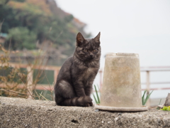 滋賀県・沖島の猫たち