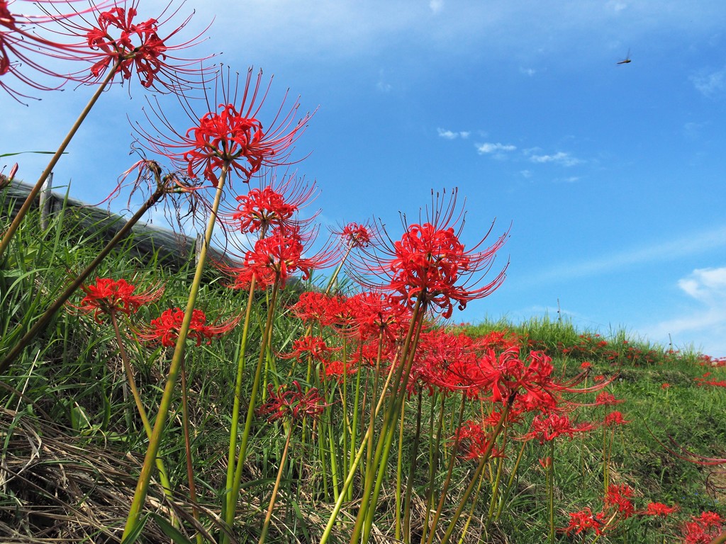 千早赤阪村・彼岸花