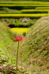 千早赤阪村2014秋