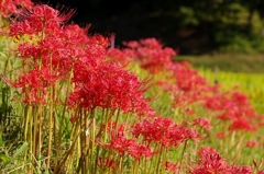 千早赤阪村2014秋