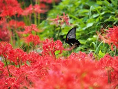 千早赤阪村・彼岸花&蝶