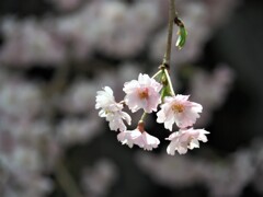2018春　明日香