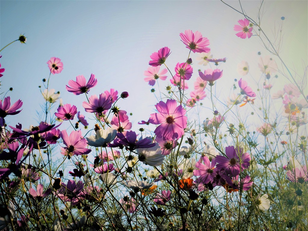 千早赤阪村・コスモス