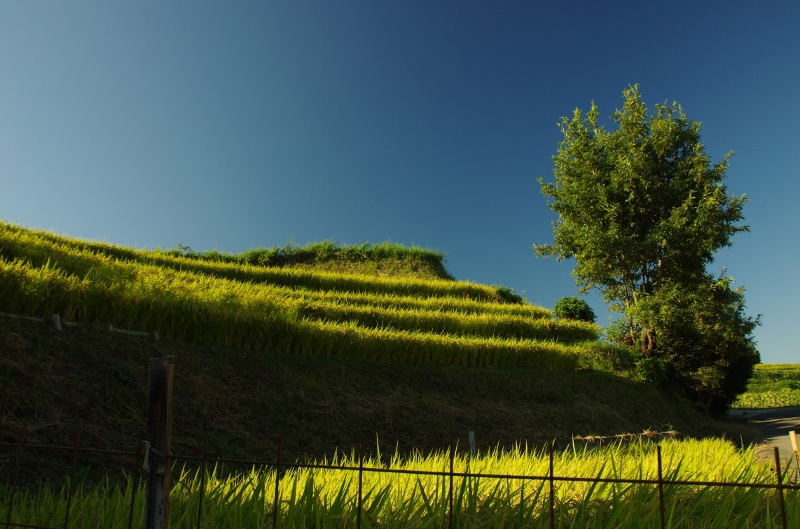 千早赤阪村