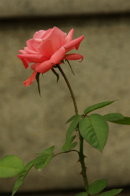 中の島公園　バラ