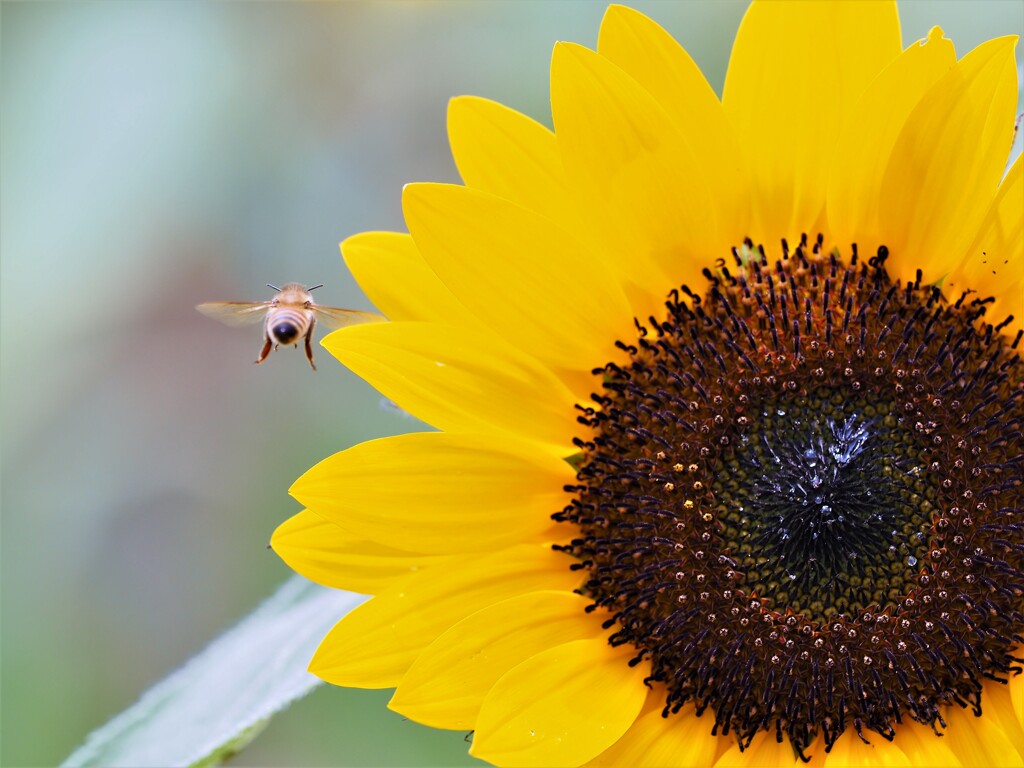 蜜集め