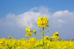菜の花