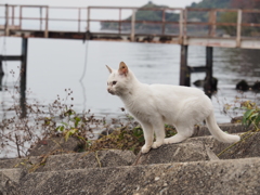 滋賀県・沖島の猫たち