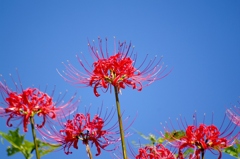 千早赤阪村2014秋