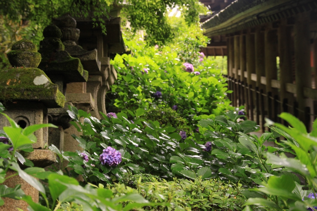 初夏　長谷寺